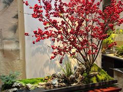 -双季花艺园艺市场(浦东店)