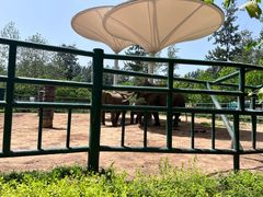 -秦皇岛野生动物园