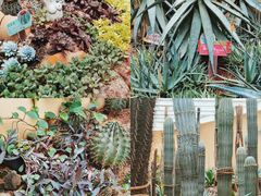 -正佳雨林生态植物园