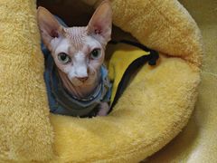 -猫咪咖啡·猫咖(万达广场店)