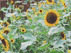 景点-天府芙蓉园