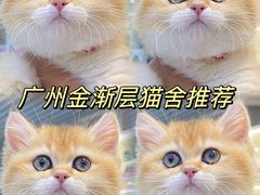 -lincat·猫舍(广州店)