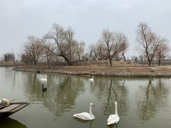 -盐城丹顶鹤湿地生态旅游区