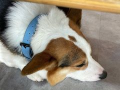 -阿尔法海鲜排档(爱琴海店)