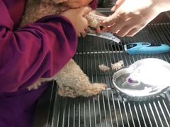 -A猫a狗全科·犬猫异宠·芥西宠物医院(南开总院)