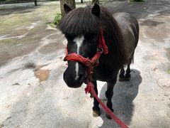 -贵州森林野生动物园