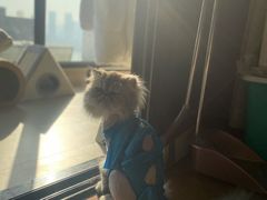 -伟伟宠物医院·CT影像中心·瑞派犬猫综合性门诊(汉口总院)