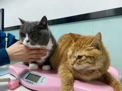 -嘉馨宠物医院·CT影像转诊·心脏科·犬猫全科诊疗中心(下沙大学城院区)