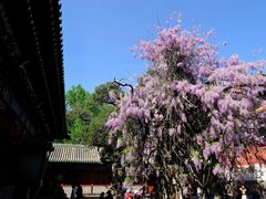 -北京国子监胡同