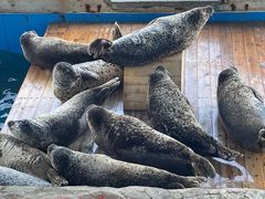 -大连圣亚海洋世界