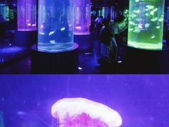-南昌海洋公园