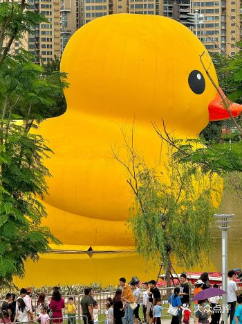 我的城市也大黄鸭啦！想看看你们城市的鸭鸭..