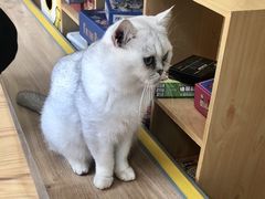 -MOYOYO猫咪咖啡店