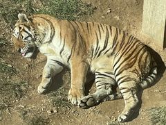 -大连森林动物园