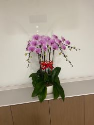 -丰联丽格医疗美容·联合丽格眼整形中心