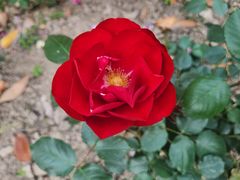 -上海共青森林公园