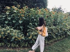 -南山植物园
