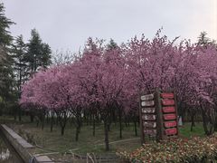 -洛阳市隋唐城遗址植物园