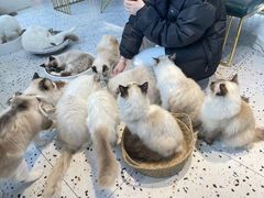 -喵喵咪呀布偶猫咖(春熙路店)