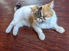 -猫岛主趣味餐厅(鼓浪屿店)
