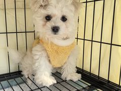 -翊宠yipet猫狗购宠庄园犬舍•猫舍