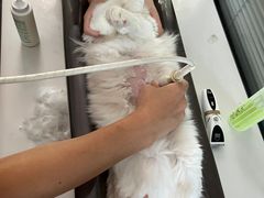 -伟伟宠物医院·CT影像中心·瑞派犬猫综合性门诊(汉口总院)