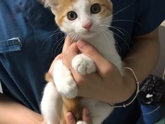 -瑞派先诺宠物医院•猫专科•普外科•中兽医(佛山院)