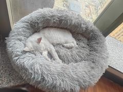 -猫爪屋猫咖(乐汇城店)