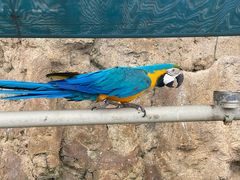 -西霞口神雕山野生动物世界