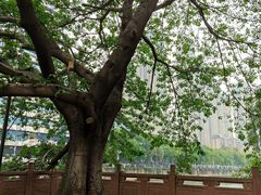 -成都市活水公园