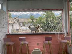 -喵屿·大理花园猫咖