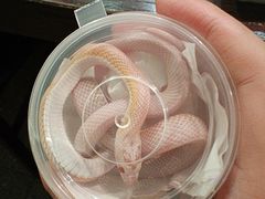 -酷以爬仙阁实体爬宠店·守宫·蜥蜴·专业繁育