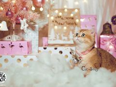 -超宠爱宠物摄影-Super pet