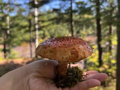 -峡谷浮石林景区