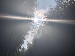 -天目山大树王景区