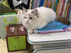 -十年猫舍·猫咪专门店(普陀店)
