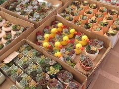 -龙大花卉苗木市场