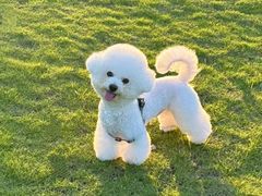 -翊宠yipet猫狗购宠庄园犬舍•猫舍