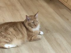 -MOCHA明星猫咖(田子坊店)
