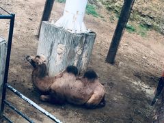 -大连森林动物园