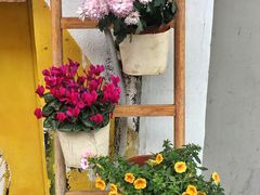 -茶是一枝花泡茶店