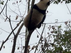 -都江堰中华大熊猫苑