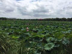-荷塘月色湿地公园·向阳花洲