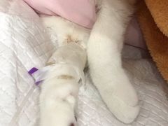 -宠爱国际动物医院· 猫科· 外科·中兽医(长白店)