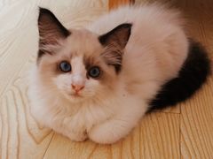 -喵zoo家庭繁育猫舍(尖东智能花园店)