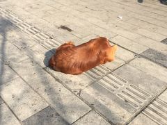 -大邑李记肥肠血旺