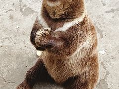 -哈尔滨北方森林动物园