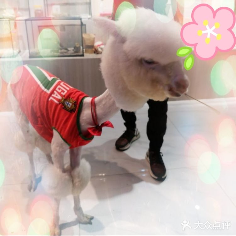 来Moni宠坏这些小可爱们～