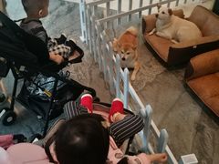 -上海崇明金茂凯悦酒店