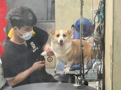 -喜洋洋宠物医院(震川路总店)